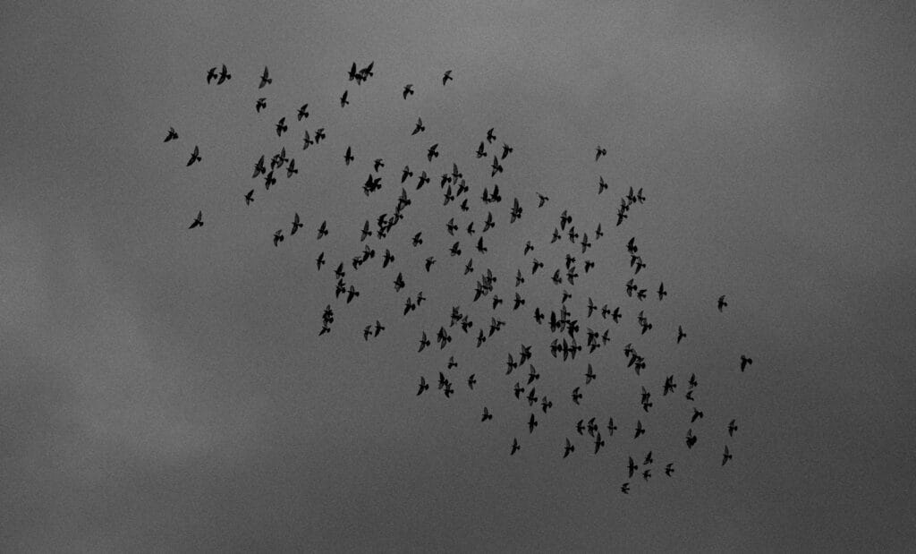 a flock of birds flying through a cloudy sky