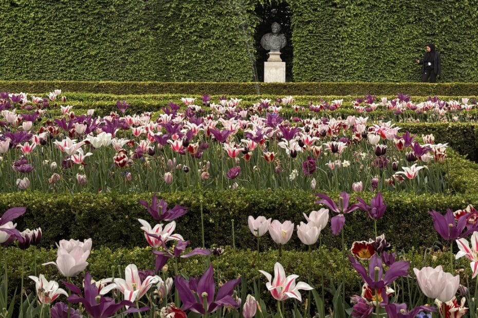 Amsterdam - tulipany