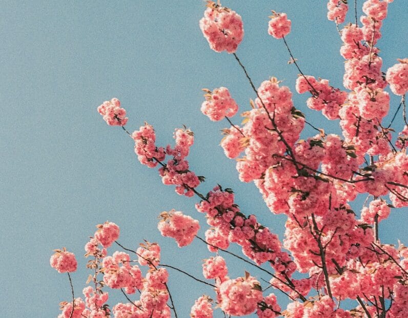 Cherry blossoms bloom vibrantly against a blue sky.