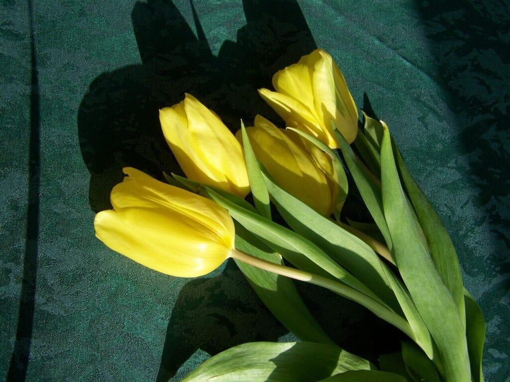 bouquet of tulips, yellow flowers, cut flower